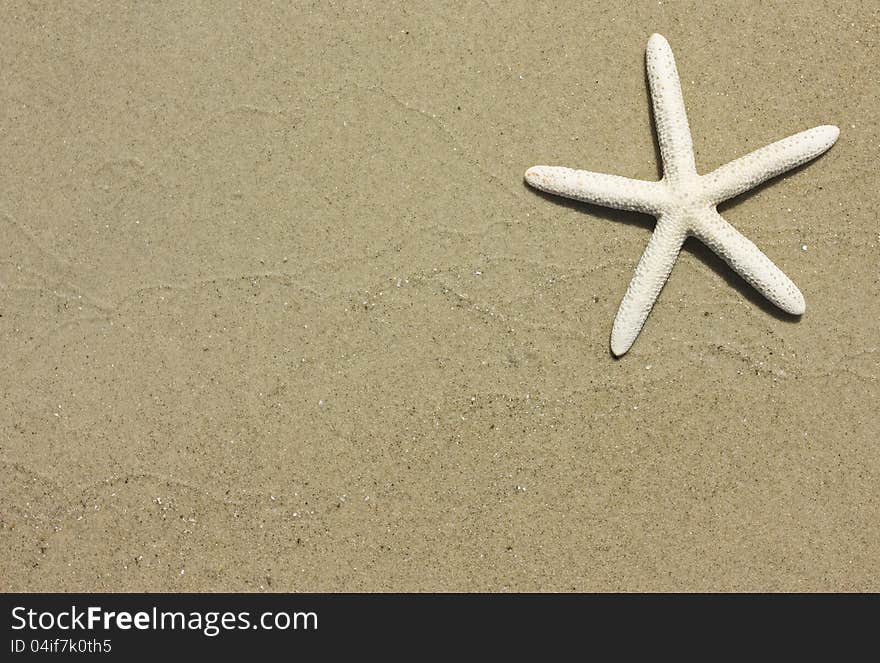 Starfish on the beach