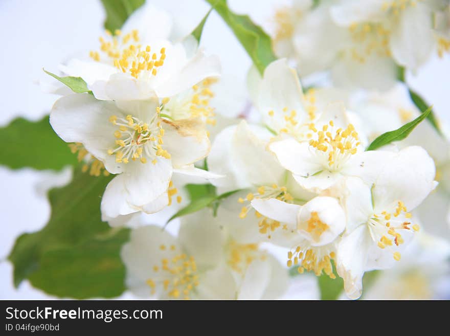 Jasmine flowers on a white background