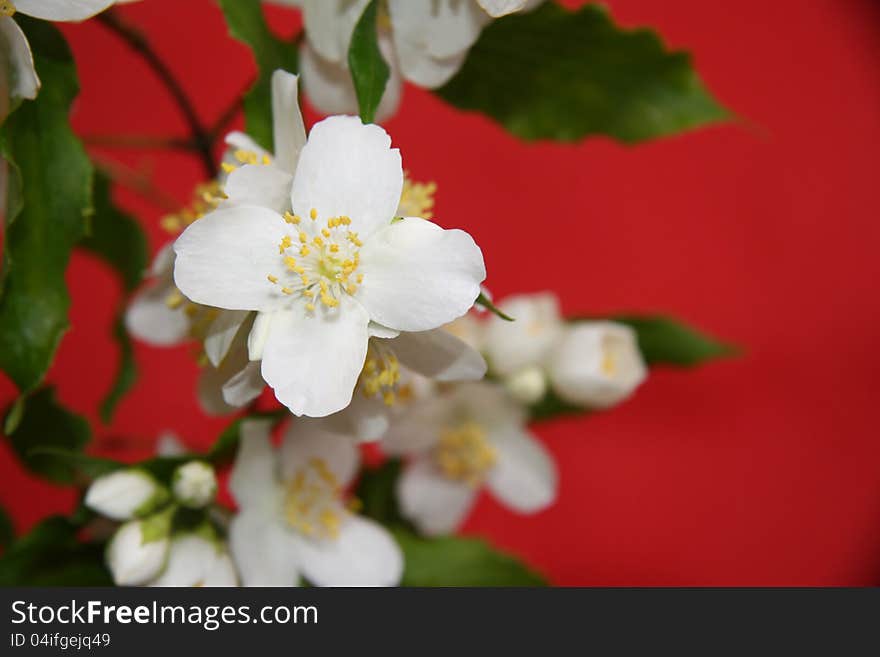 Jasmine flowers on a red background