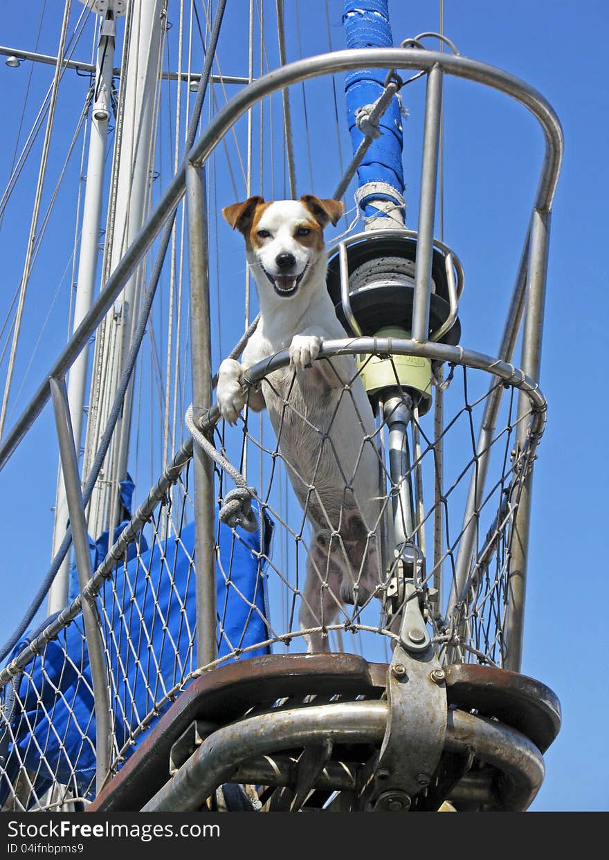 A small dog in a boat. A small dog in a boat