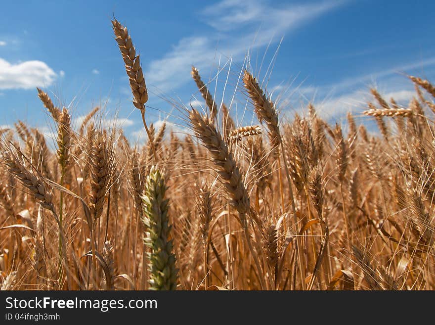 Ears wheat