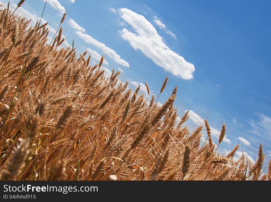 Ripe wheat ears against beautiful sky with clouds. Ripe wheat ears against beautiful sky with clouds