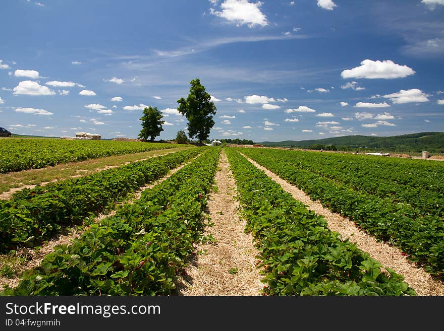 Rows of strawberries in a farm