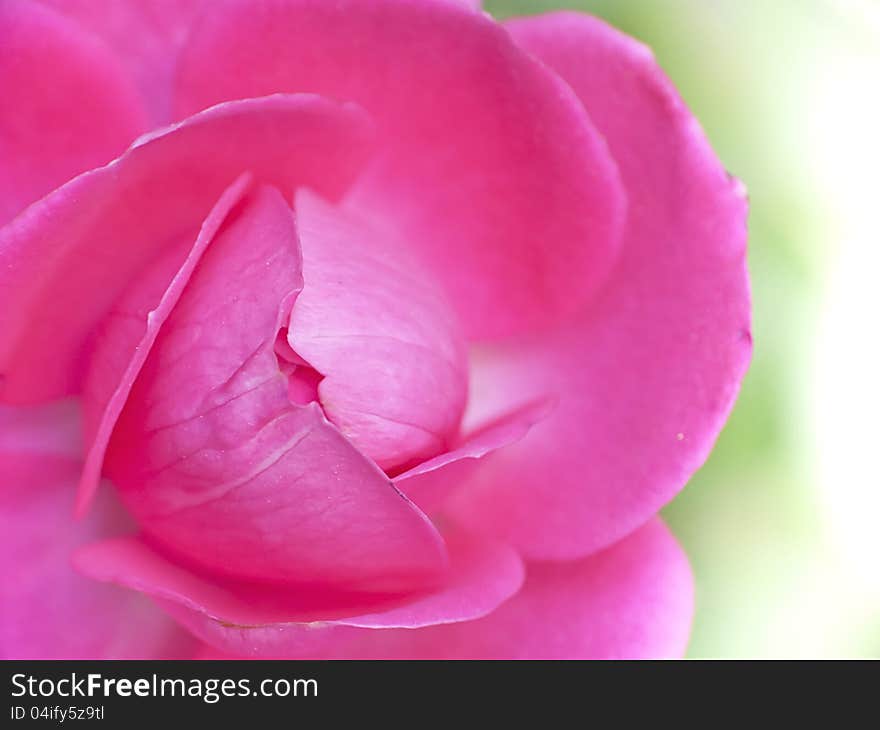 Arrow head pink roses