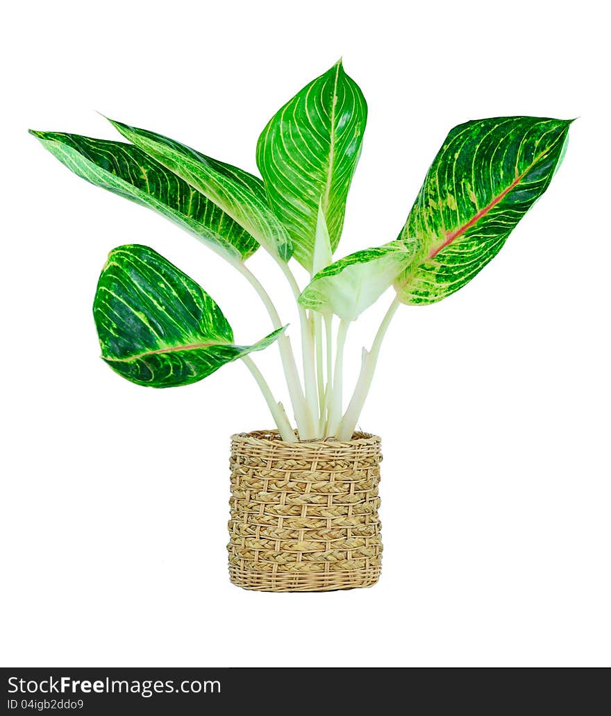 Houseplant for home garden