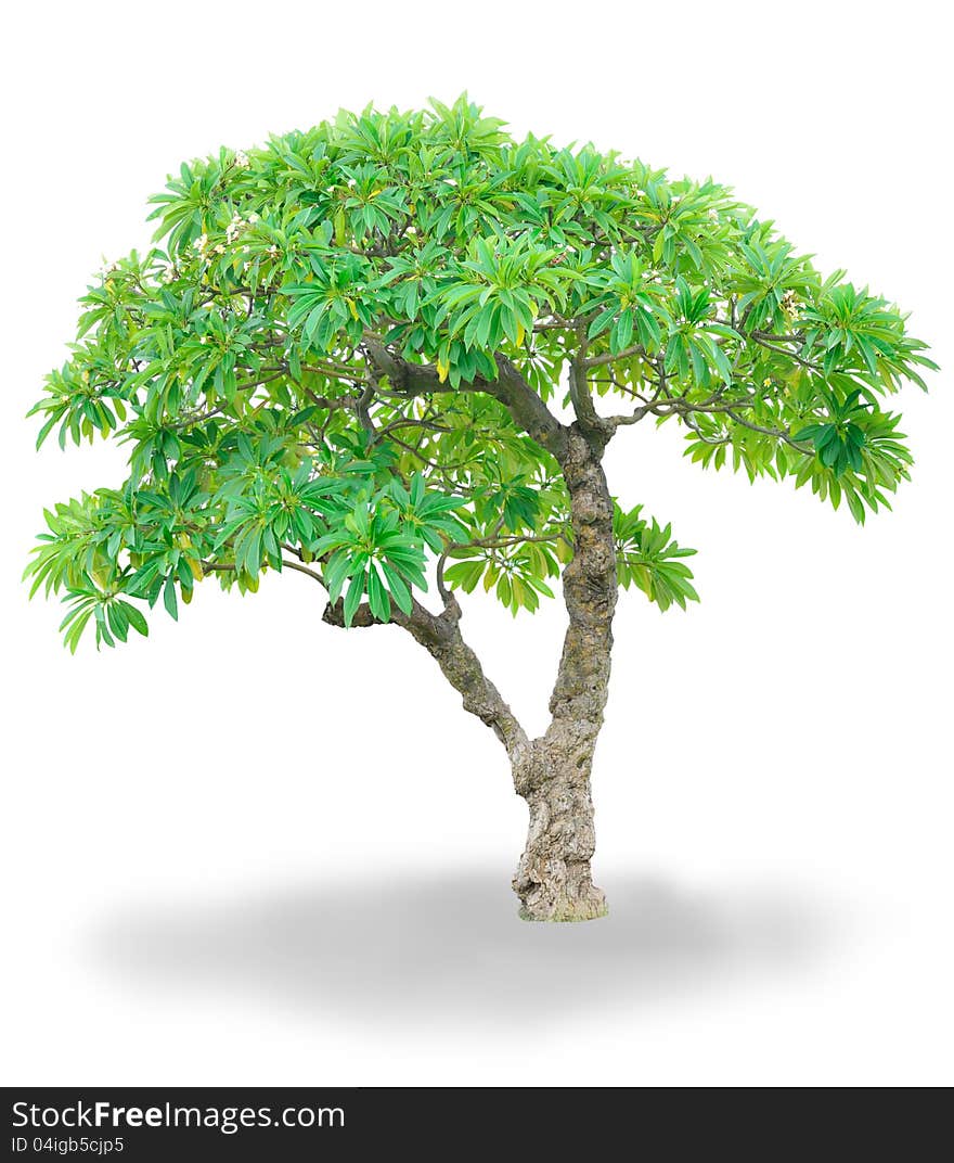 Isolated Champa tree for landscape design. Isolated Champa tree for landscape design