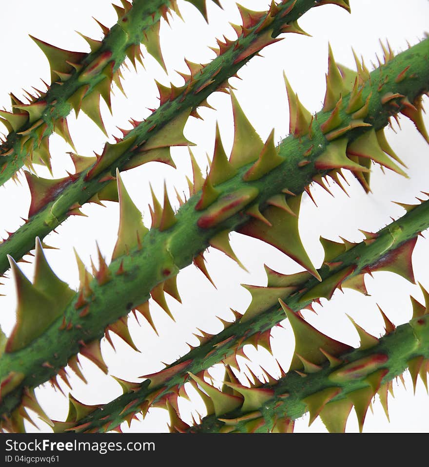 Thorny rose stems on white background. Thorny rose stems on white background