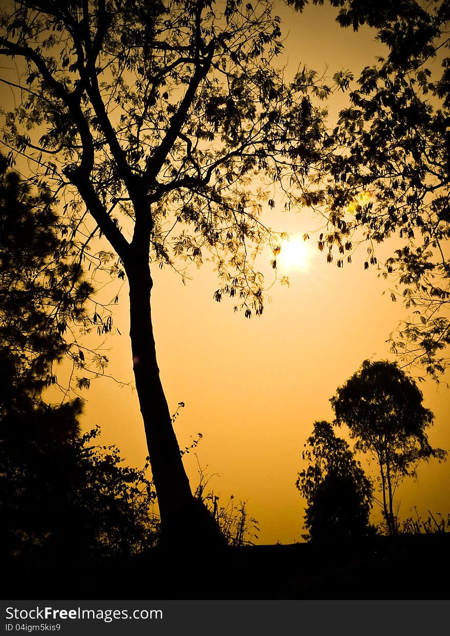 Tree in the last light of the day. Tree in the last light of the day