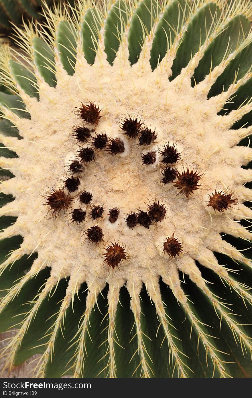 Echinocactus grusonii. The top view on a cactus close up