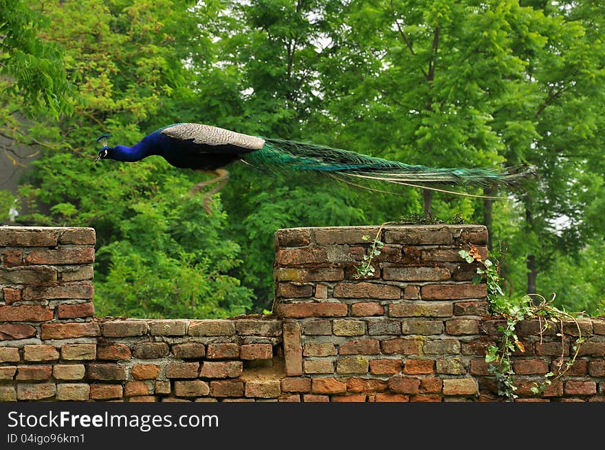 A blue peacock jumping between two walls. A blue peacock jumping between two walls