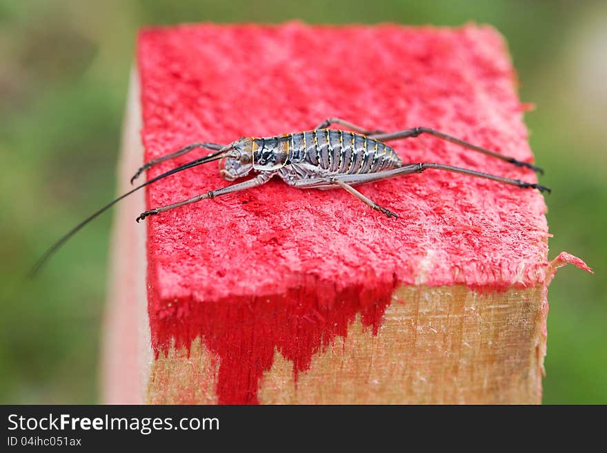 Grasshopper sitting on a red column. Grasshopper sitting on a red column