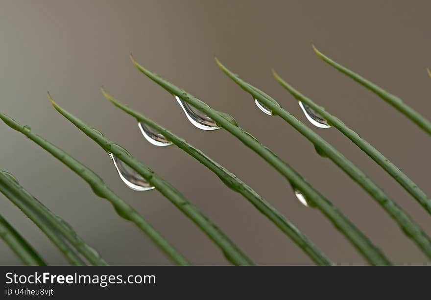 Rain drops on blades of grass