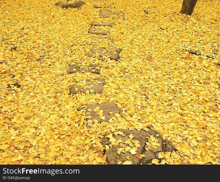 Path Through The Ginko Leaves Carpet