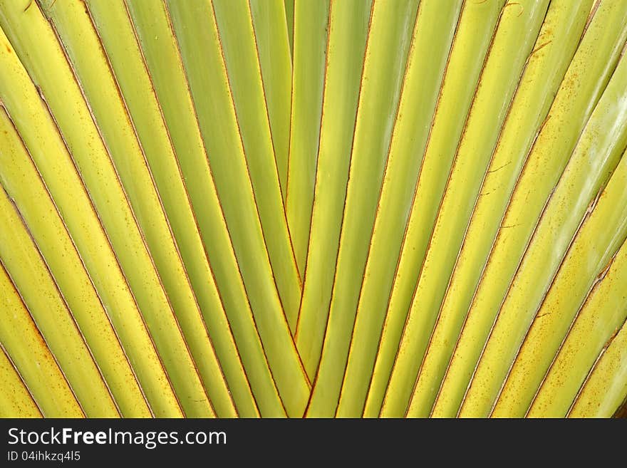 Details of leaf stalk of traveller palm