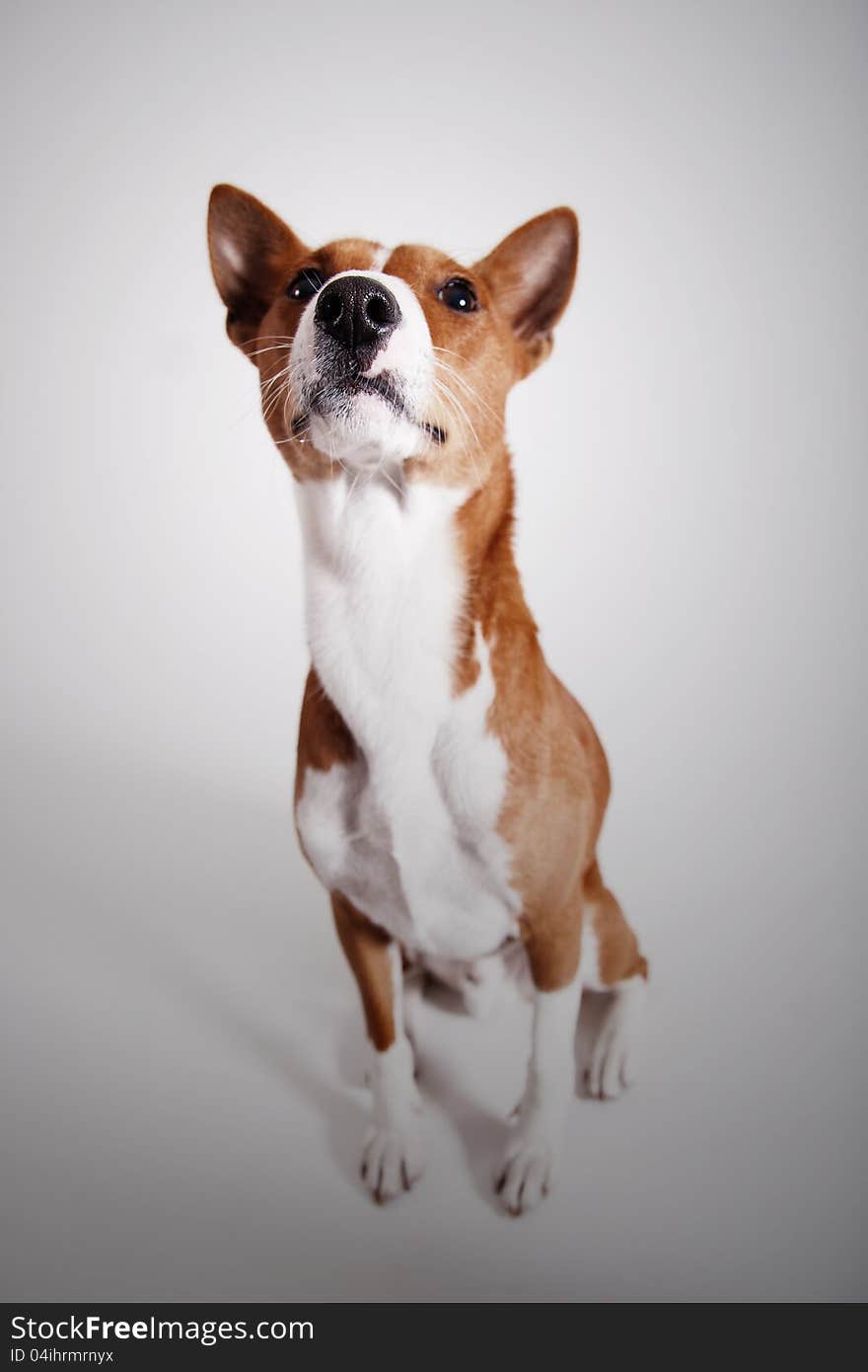 Basenji