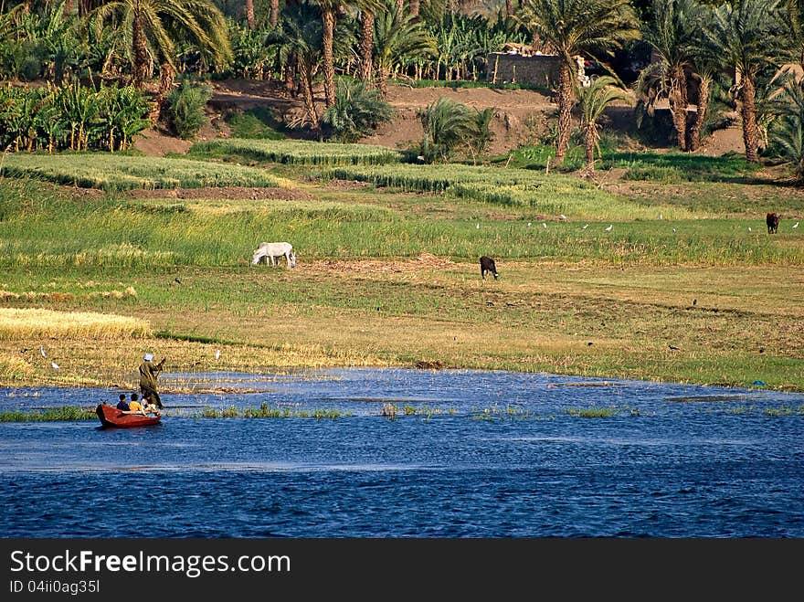 Life on river Nile in Egypt: fisherman are rowing through home, animals are grazing on the shore, palm on the background and blu fresh water on the foreground. Life on river Nile in Egypt: fisherman are rowing through home, animals are grazing on the shore, palm on the background and blu fresh water on the foreground