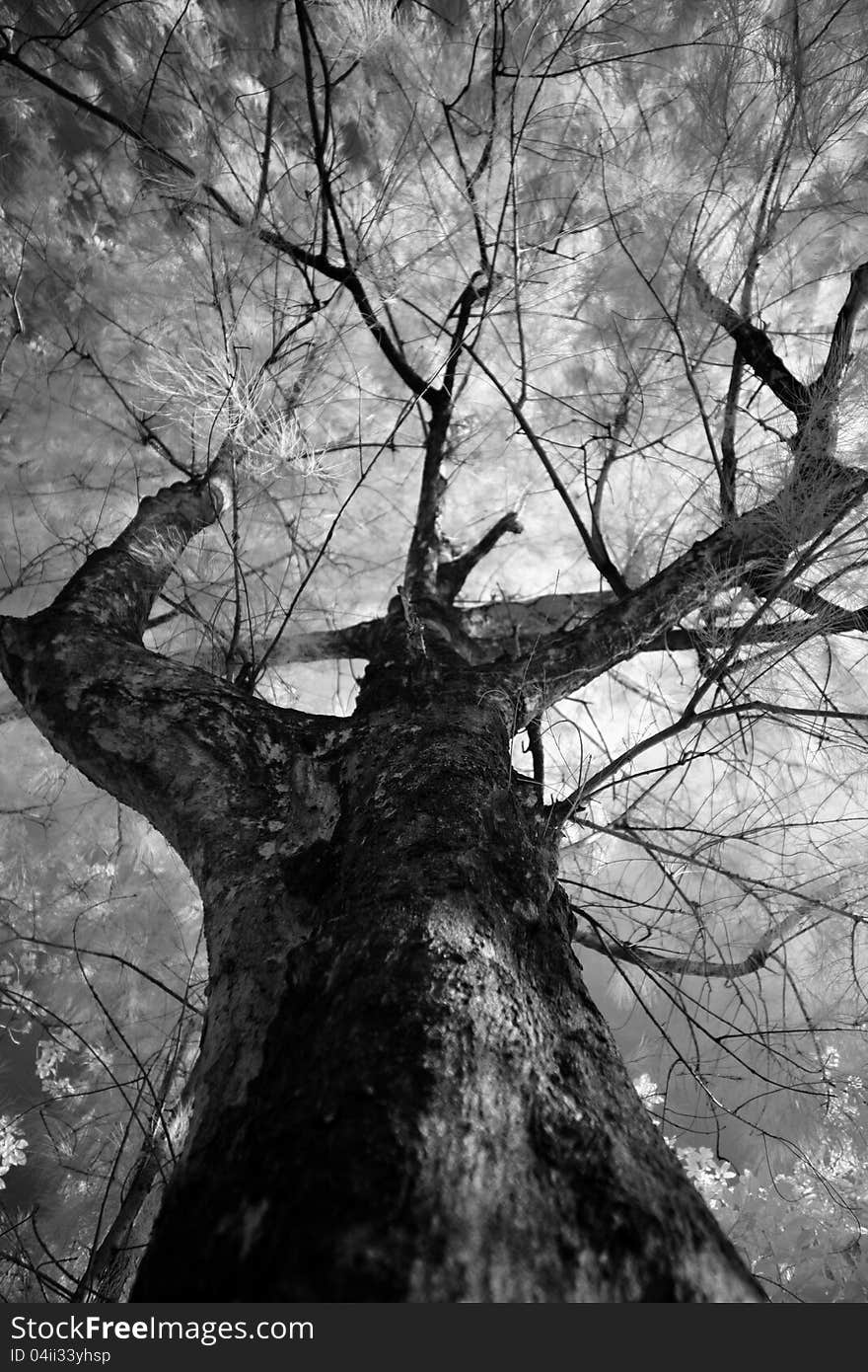 Black&White Detailed tree branches in Lake. Black&White Detailed tree branches in Lake