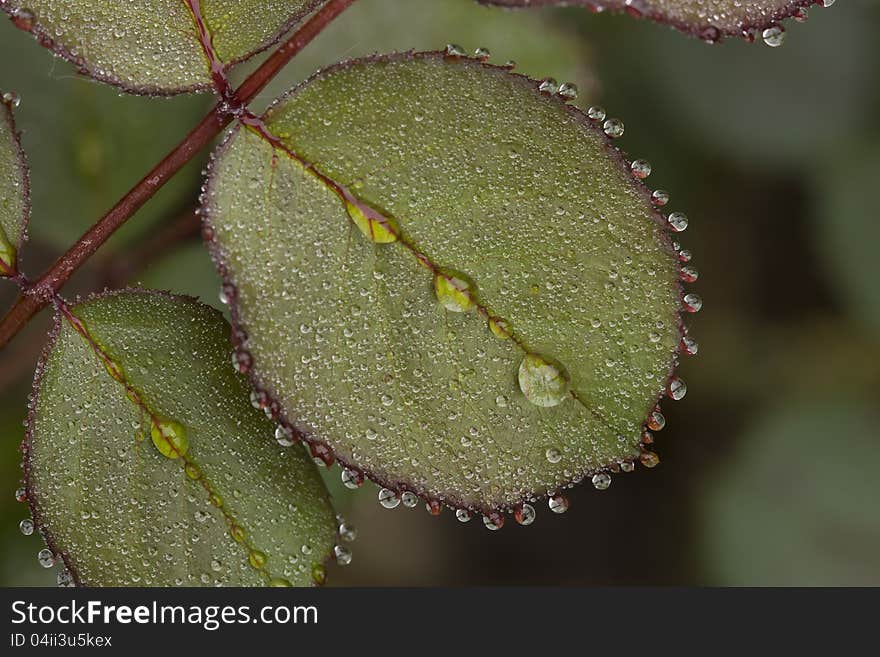 Drops of rain on the leaves of rose. Drops of rain on the leaves of rose