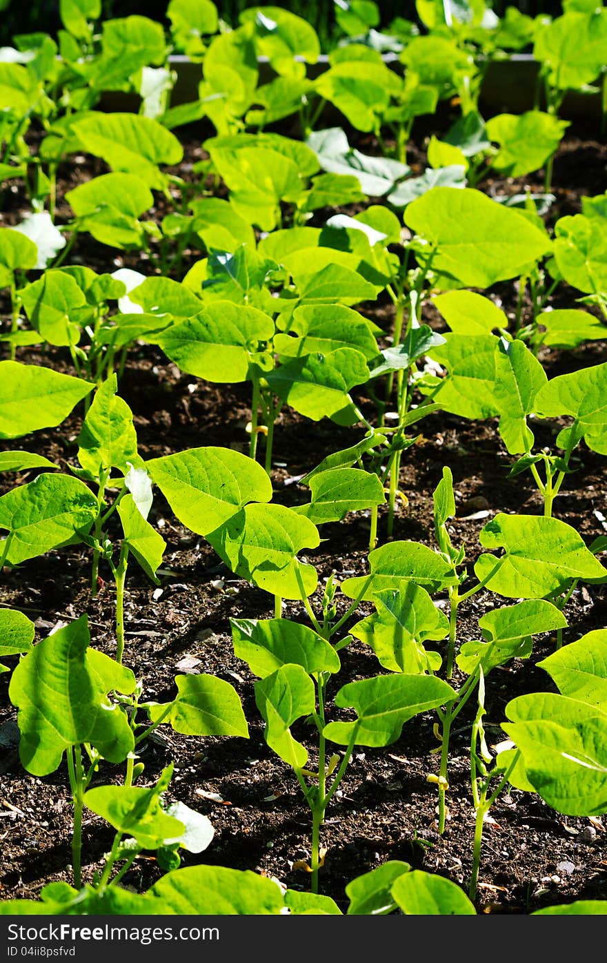 Young Bean Plants