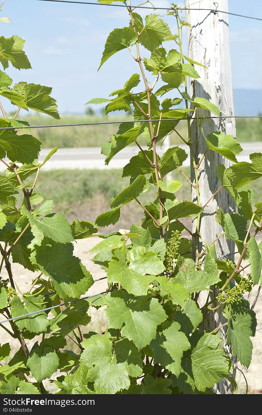 Green grape at the vineyard, South of Russia.