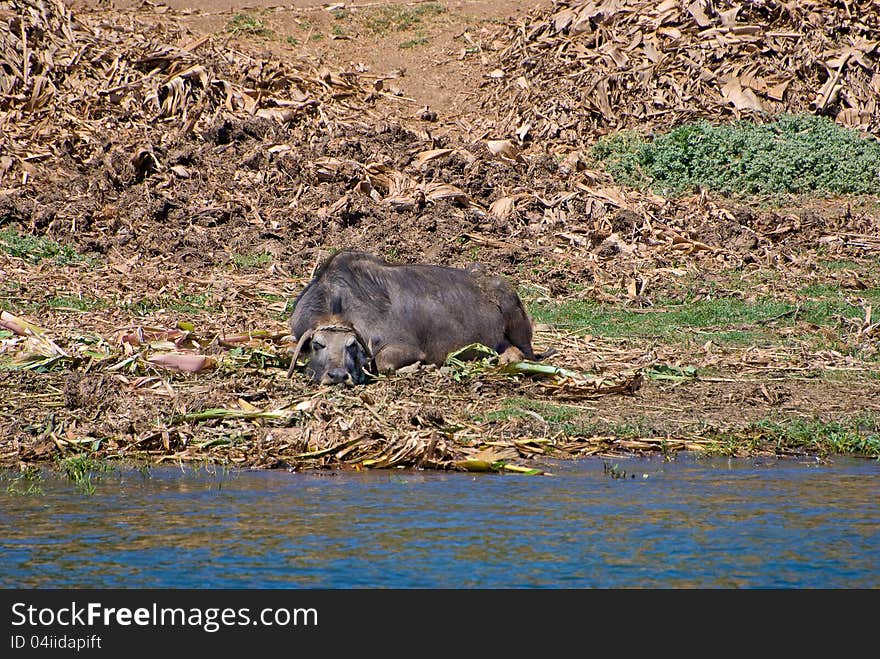 Wildebeest resting on nile river shore, in Egypt