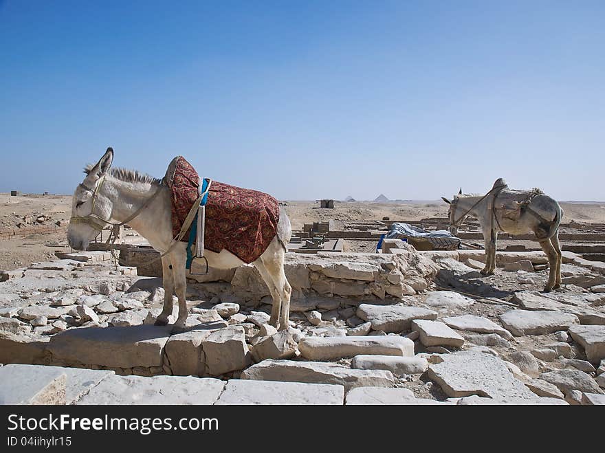 Wo donkeys standing in a rest area in the egyptian desert