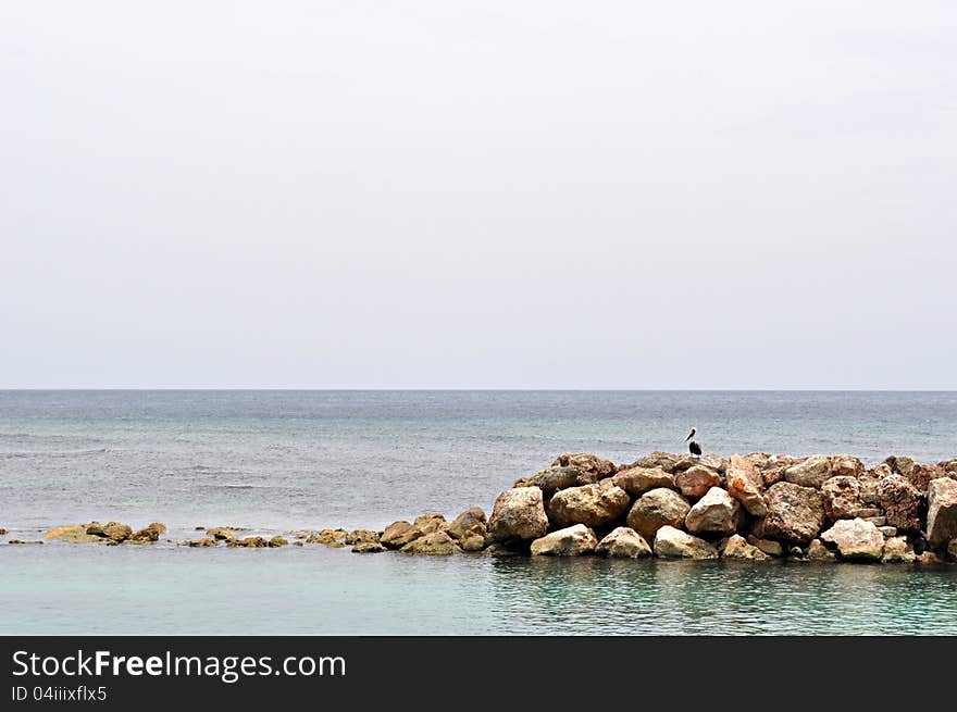 Rocky Reef And Bird