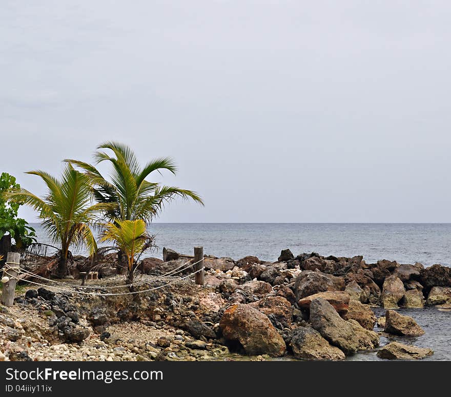 Palms and rocky shoreline