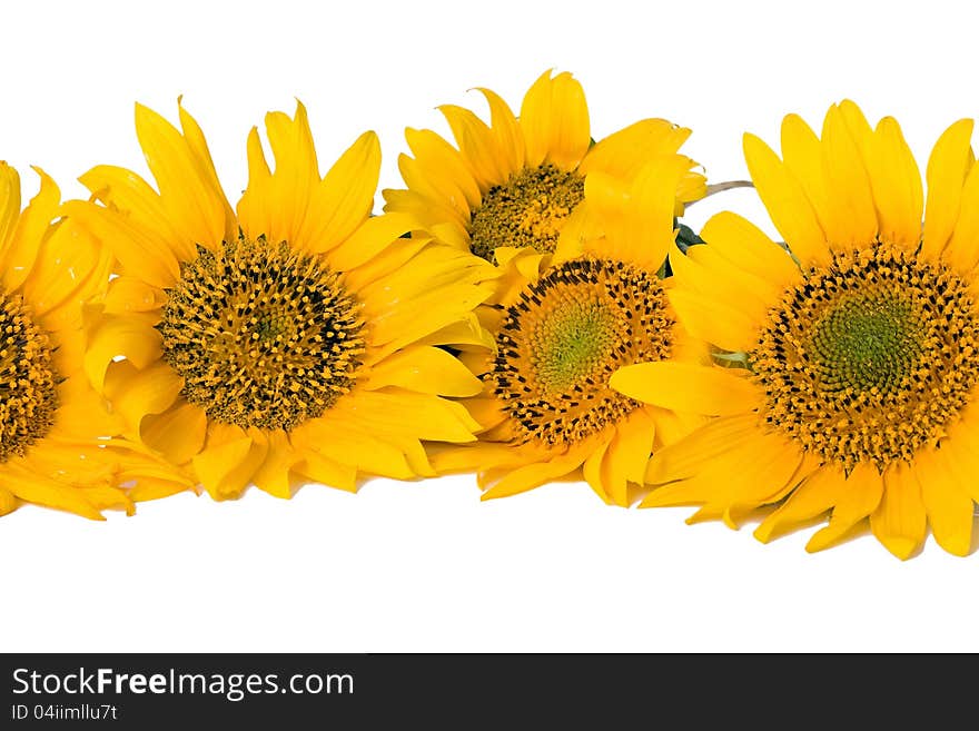 Sunflowers  on the white background