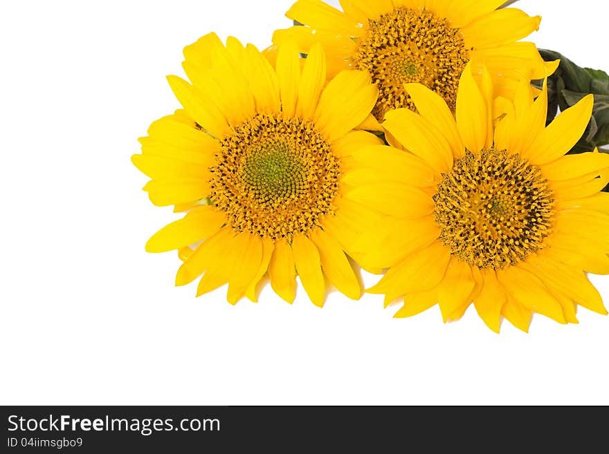 Sunflowers,  on a white background.