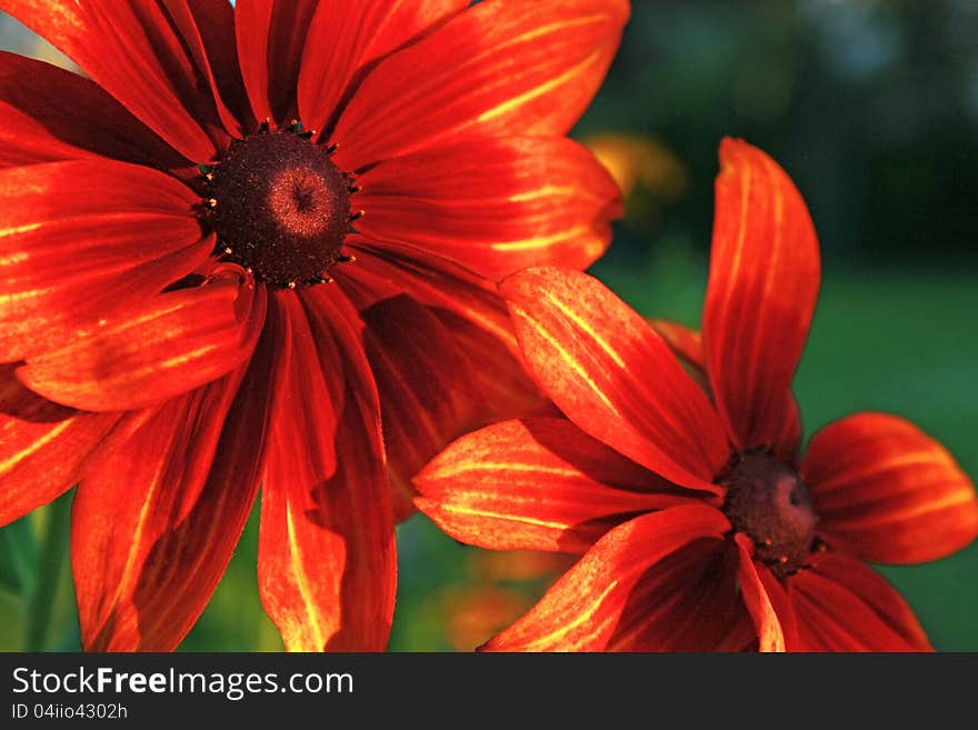 Red daisy gerbera flower depth of field