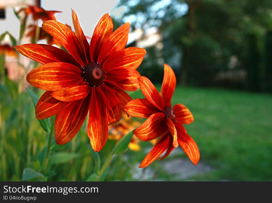 calendula