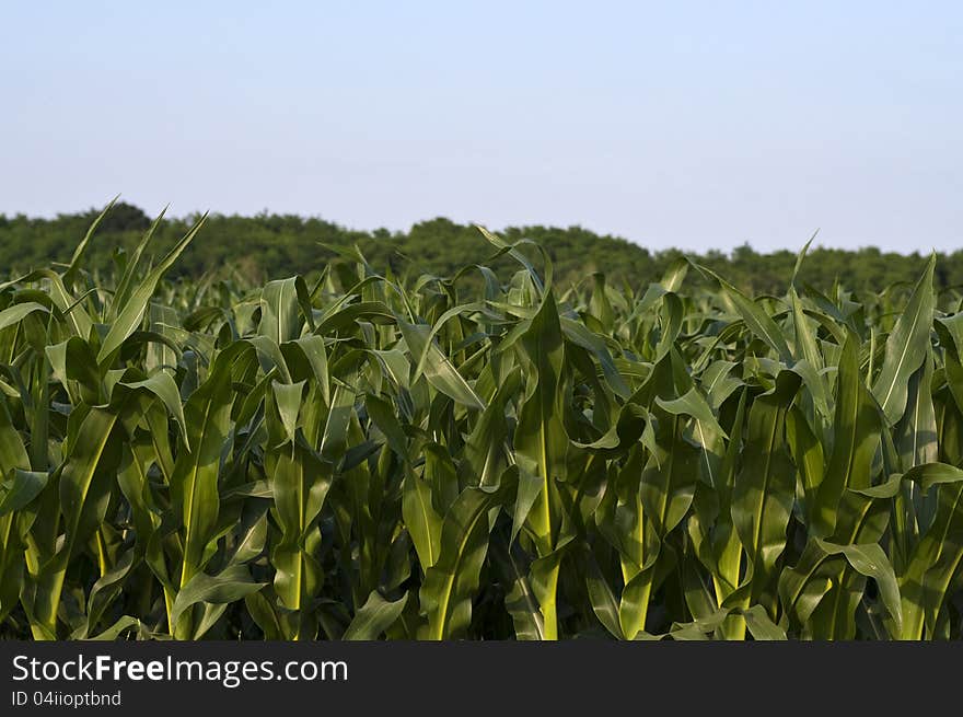 Leaves of maize