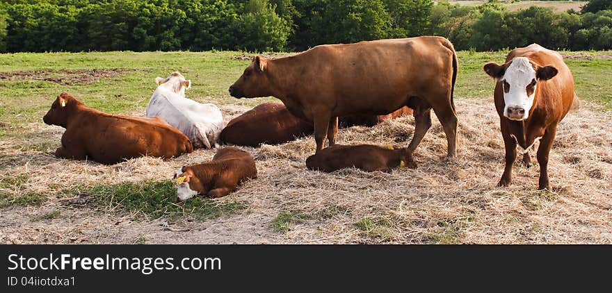 Cows and calves lay on the lawn