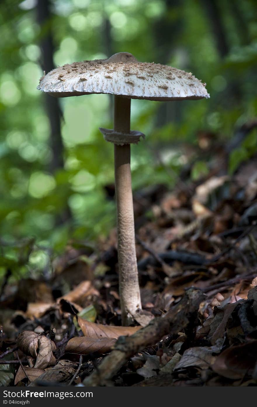 Cystolepiota edible in the woods on a green background defocused