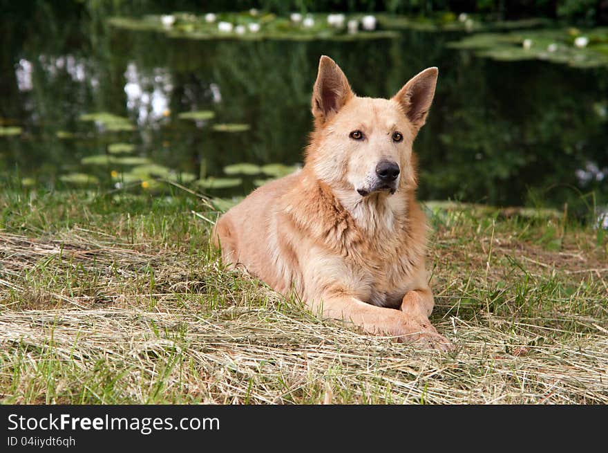 Homeless dog on the bank of lake in the park, Bila Tserkva, Ukraine. Homeless dog on the bank of lake in the park, Bila Tserkva, Ukraine