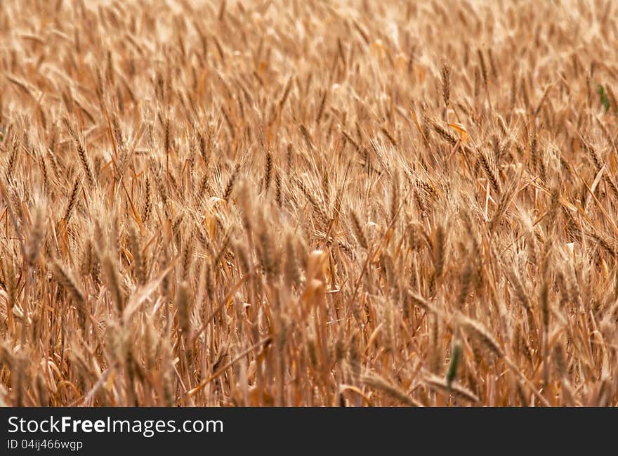 Ripening Ears Of Wheat Field