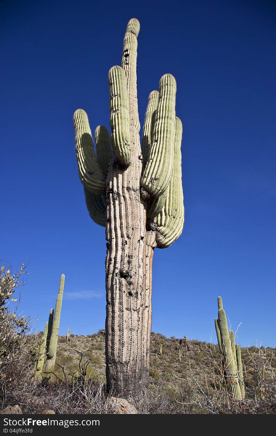 Large Saguaro Cactus