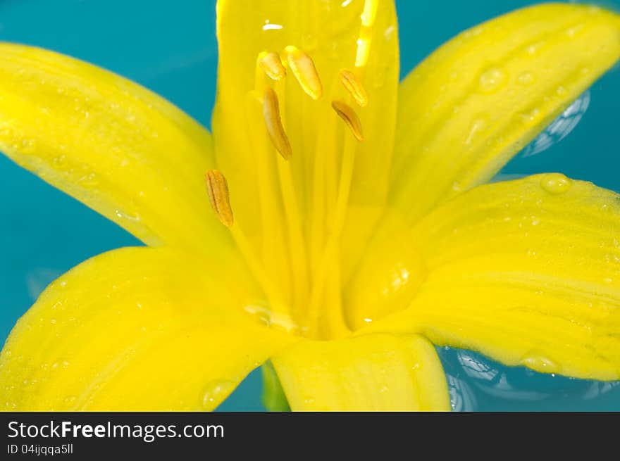 A beautiful yellow lily flower floating on the water. A beautiful yellow lily flower floating on the water