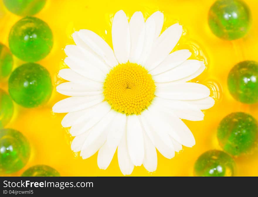 A beautiful daisy flower floating on the water with green glass stones. A beautiful daisy flower floating on the water with green glass stones