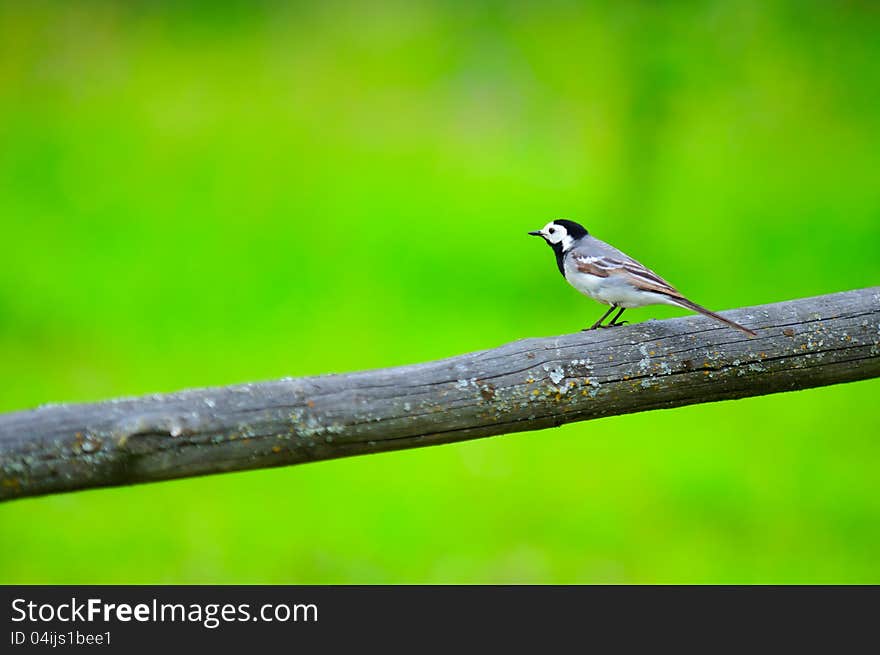 White Wagtail Bird Sitting on Perch