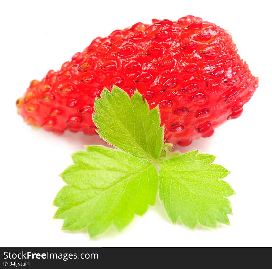 Wild Strawberry with Green Leaf