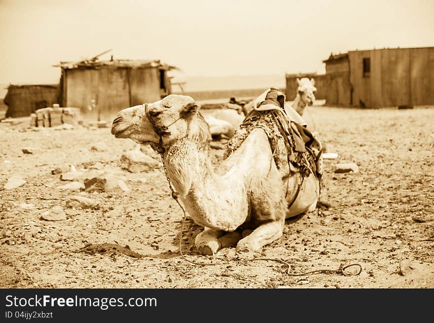 Vintage photo of camel