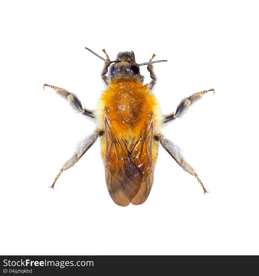 Bumblebee Bombus soroeensis on the white background