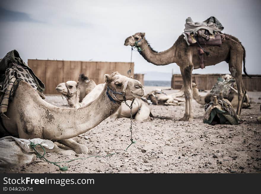 Camel parking