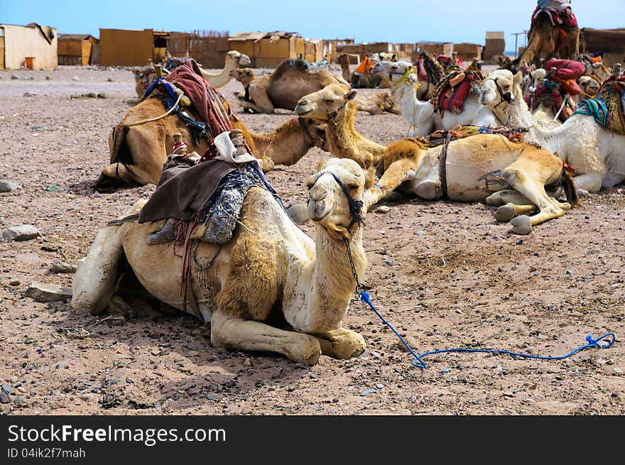 Camel parking