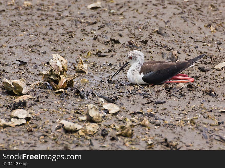 Black winged Stilt