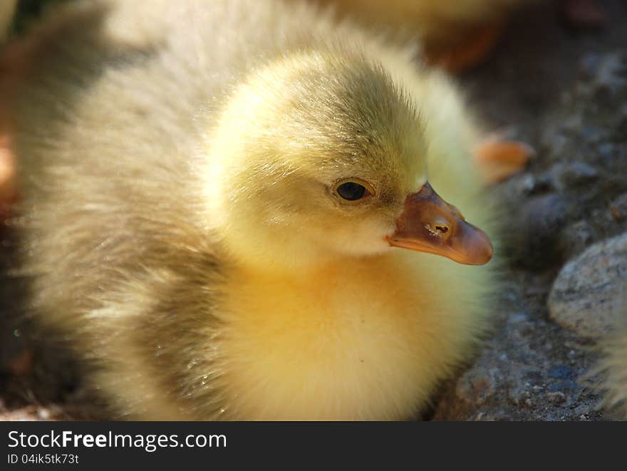 Goose chick sitting on the ground