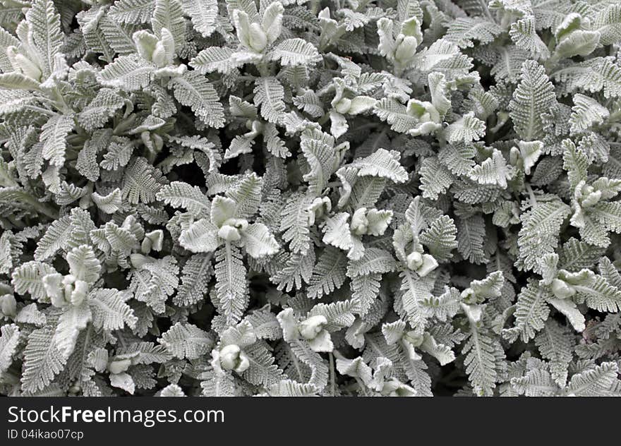 Close up of young green leaves. Suitable for an abstract background. Close up of young green leaves. Suitable for an abstract background.