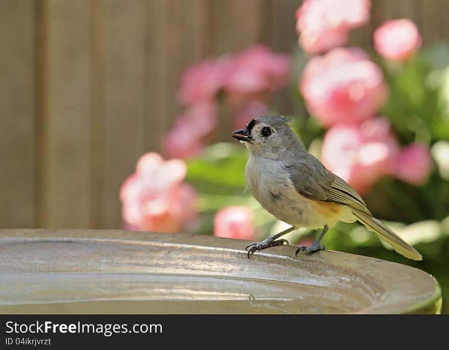 Tufted Titmouse, Baeolophus bicolor, Drinking